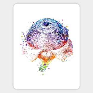 Eye Anatomy Watercolor Painting Sticker